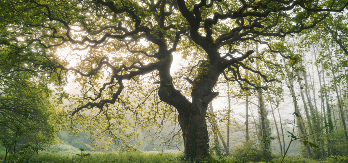 Ancient Woodland in the New Forest