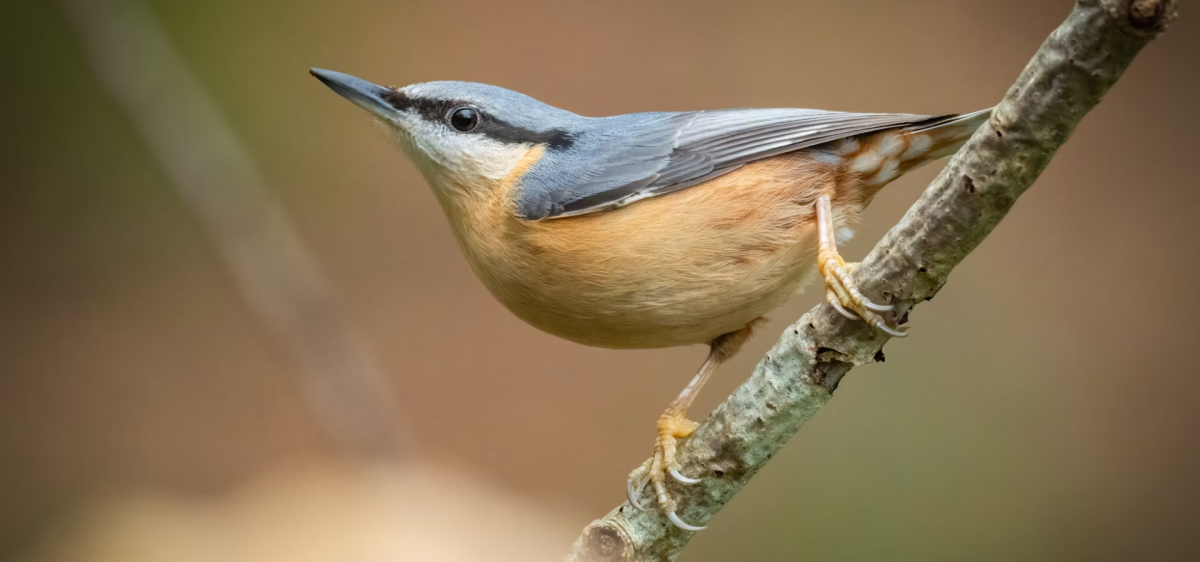 Nuthatch