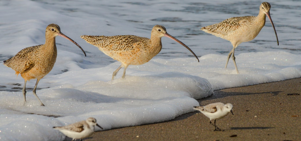 Curlews at the beach