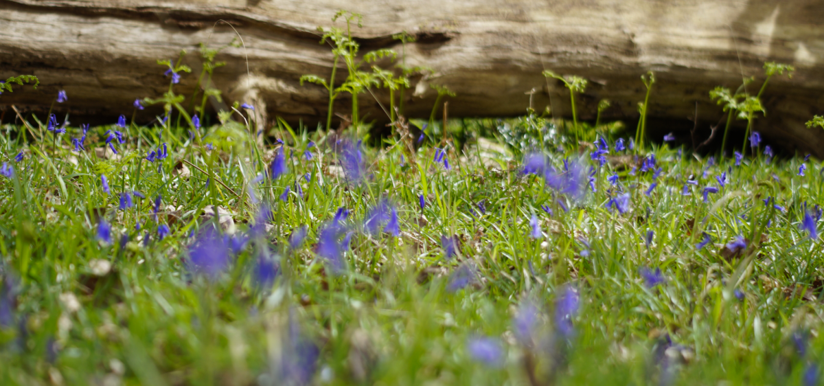 Close up of bluebells in the woods in the New Forest