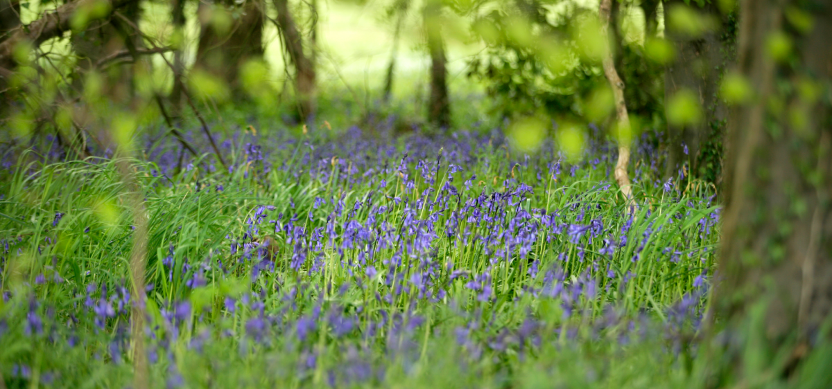 Bluebells in the spring in the New Forest