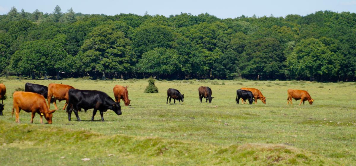 Herd of cows grazing in the open New Forest