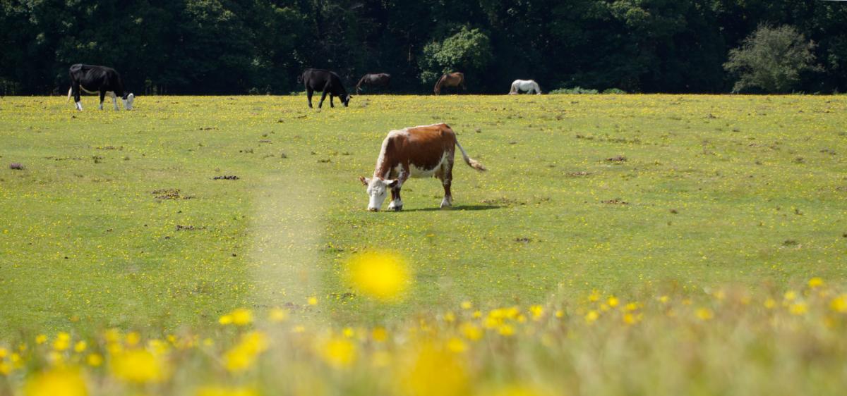 Cow grazing in summer time in the New Forest