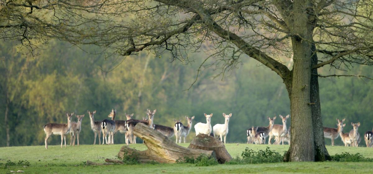 Herd of deer in winter in the New Forest