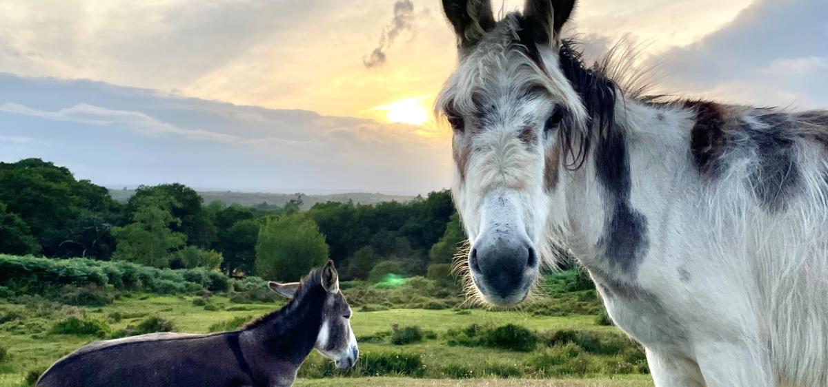 Donkeys at sunset at High Corner in the New Forest