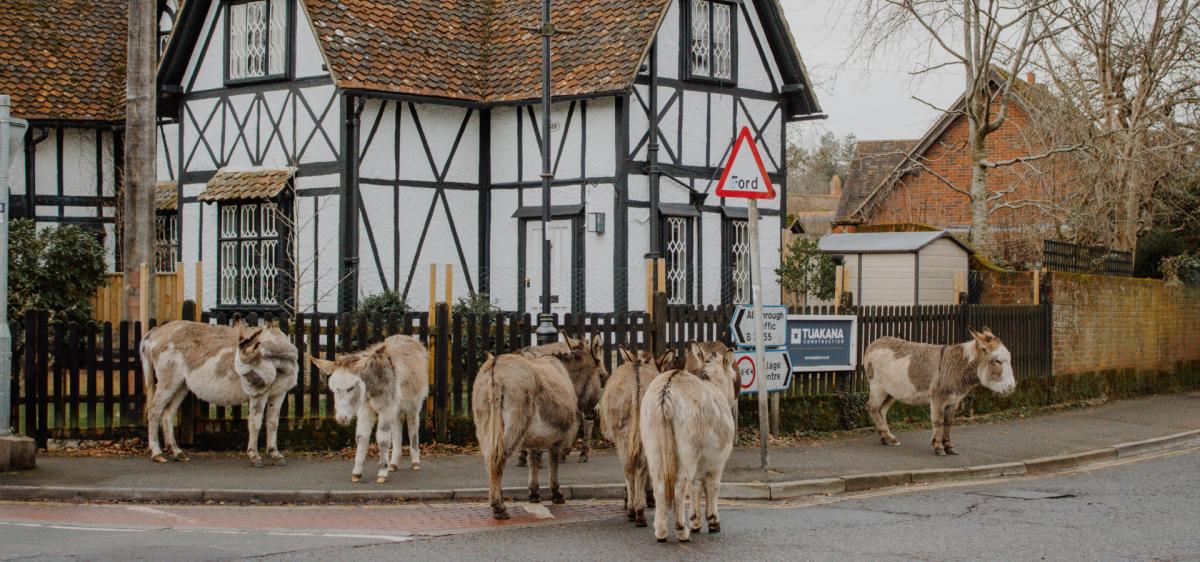 Donkeys in Brockenhurst village centre in the New Forest
