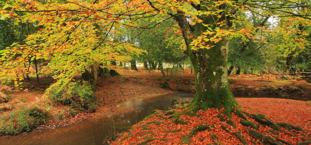 Autumn leaves on the trees in the New Forest