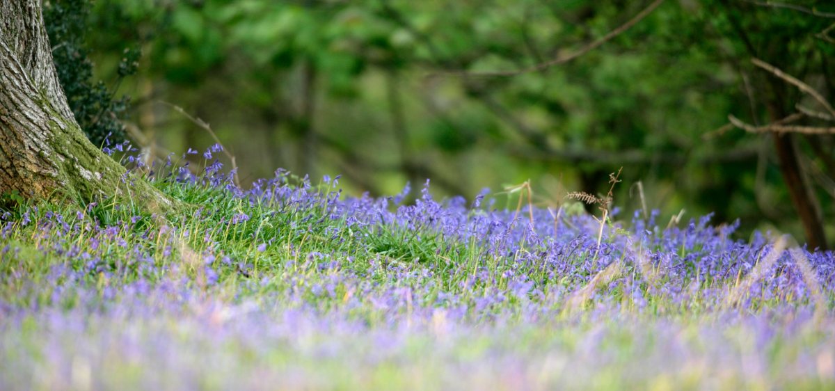 bluebells in the spring in the New Forest