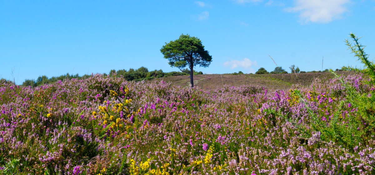 Heather in the summer in the New Forest