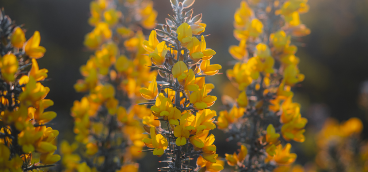 Gorse in the winter in the New Forest