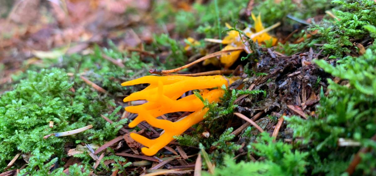 Fungi in the New Forest Best Places Species to Spot Fungi in the New Forest Best Places Species to Spot