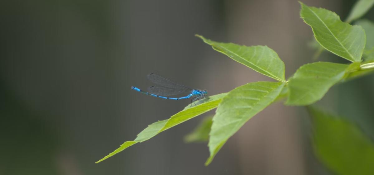 Dragonfly