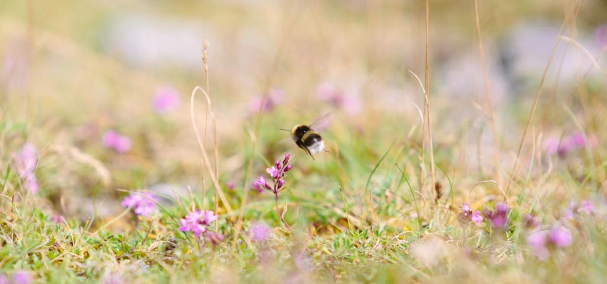 A bee on heather in the New Forest