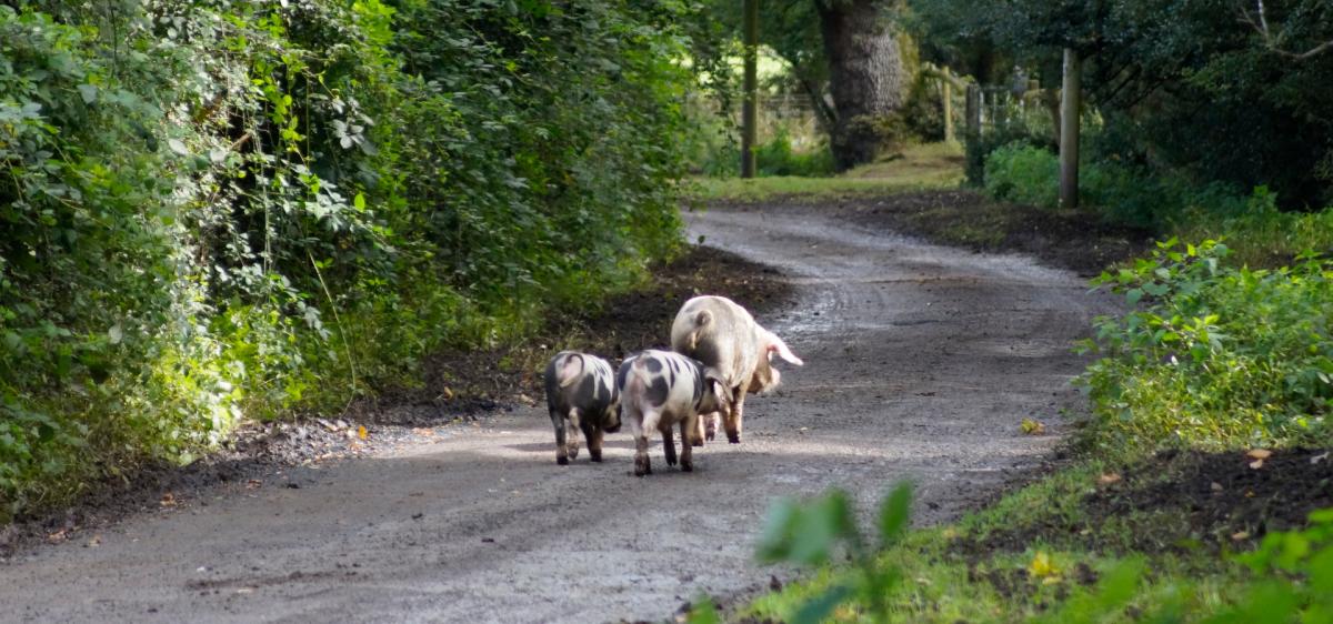 Three pigs walking down the road in the New Forest
