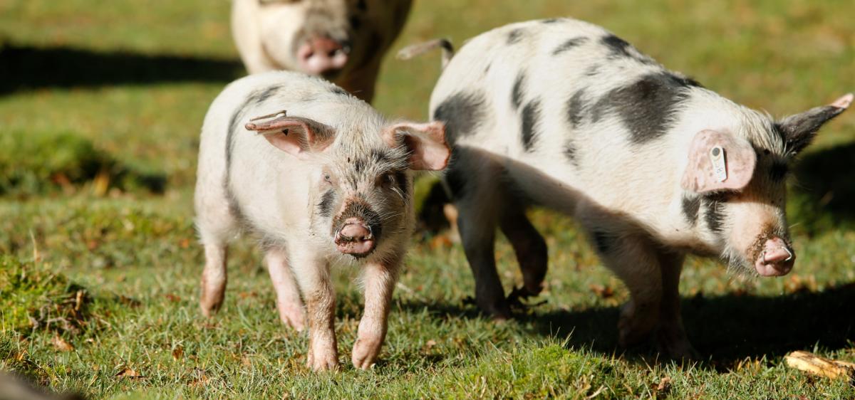 Pigs running in the New Forest