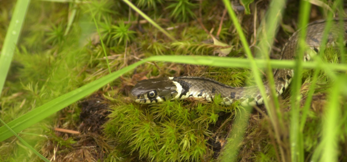 Grass snake in the New Forest