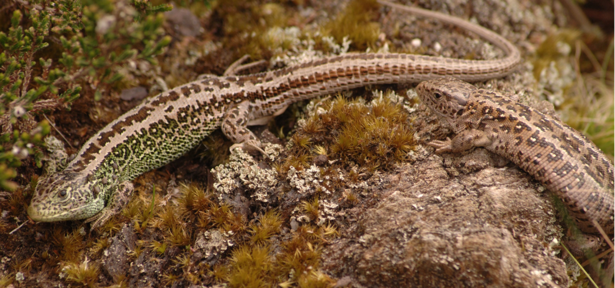 Sand lizards in the New Forest