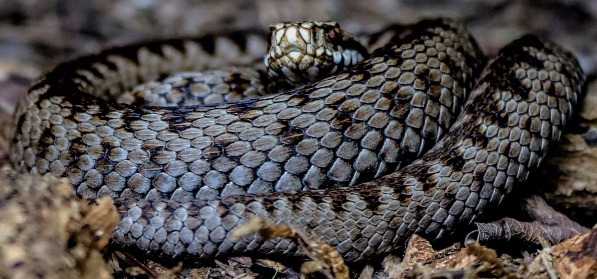 Adder in the New Forest