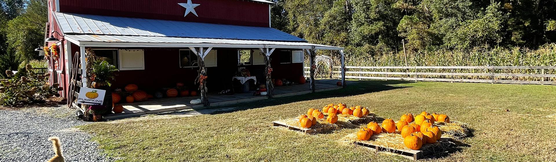 Savor Fall with Sweet Potatoes