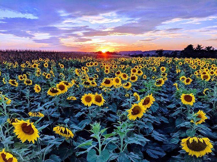 Sunflowers Libson