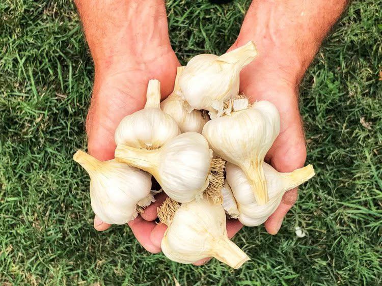 Garlic Fest Wichita