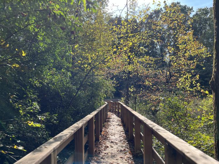 Millstream Trail Accessible Boardwalk