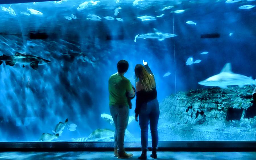 rv blog aquarium