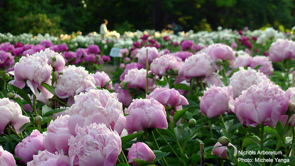 Peony Garden