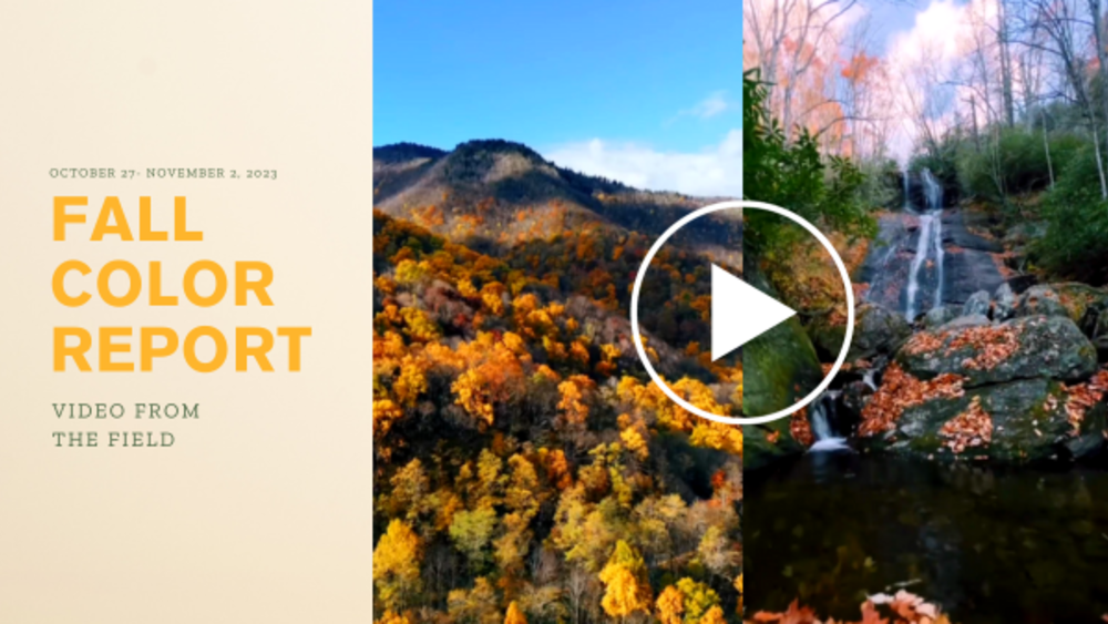 Fall Color Report Thumbnail - Week of Oct 30, 2023