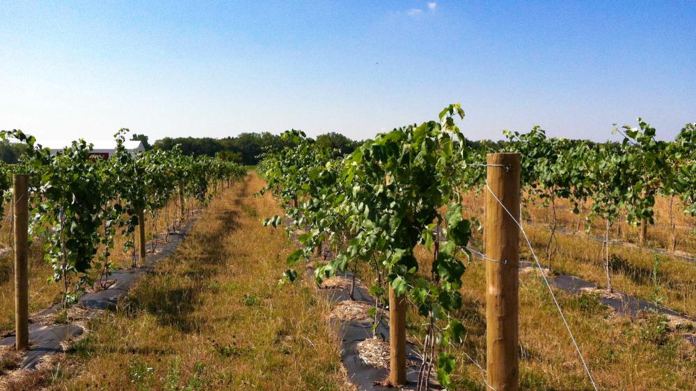 Vines at Country Heritage Winery in Noble County