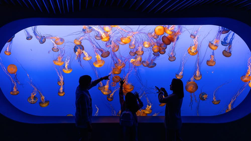 Monterey Bay Aquarium Jellyfish Tank