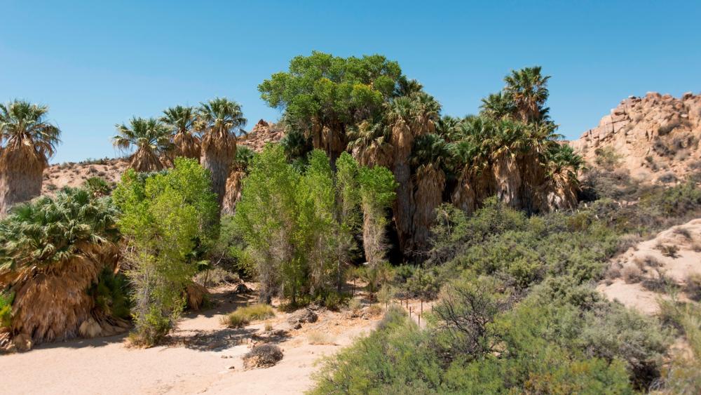 Cottonwodd Springs trailhead in Joshua Tree