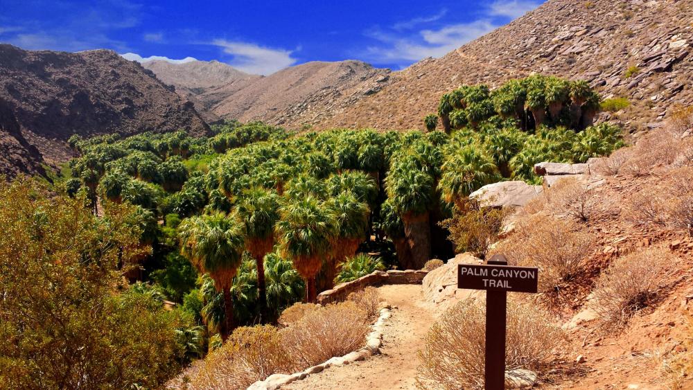 palm canyon trail