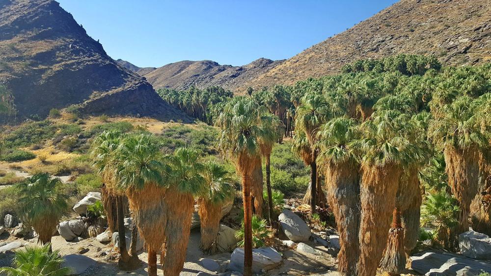 Palm Canyon trail