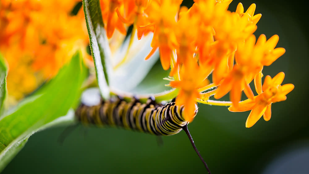 Caterpillar on a flowering plant