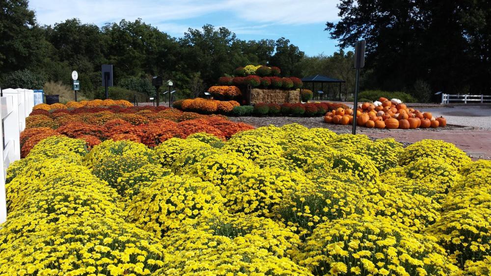 Mums and pumpkins for sale at the Botanic Garden at OSU