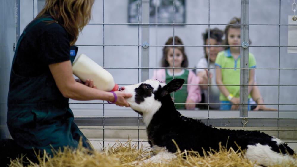 Fair Oaks Farms feeding a calf