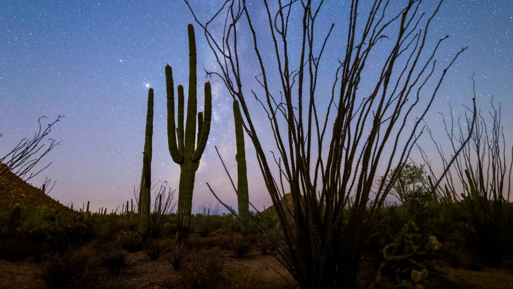 Saguaro National Park Night Milky Way
