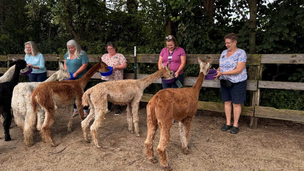 Feeding the Alpacas at Magic Meadows