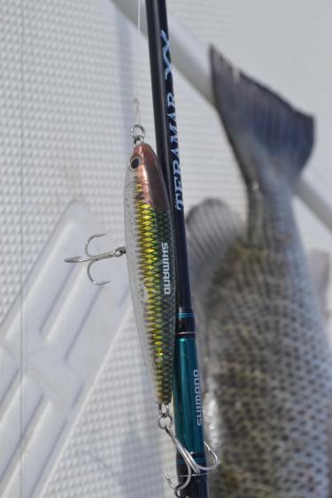 Mangrove Snapper on Topwaters