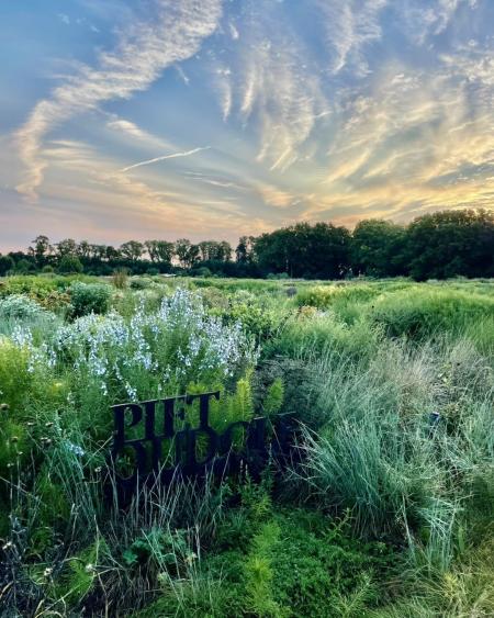 A field of flowers and plants at Delaware Botanic Gardens at sunset.