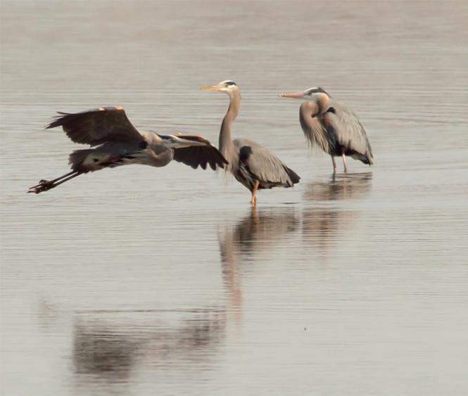 A trio of Great Blue Heron in the waters off Jug Bay.