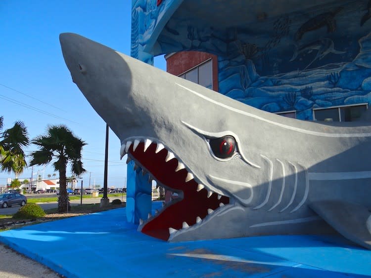 South padre shark store｜TikTok Search