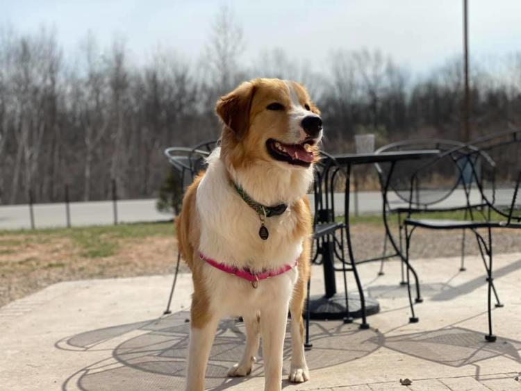 Bark N' Brew