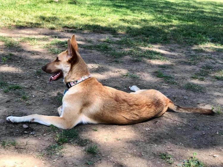 Howard Dog Park