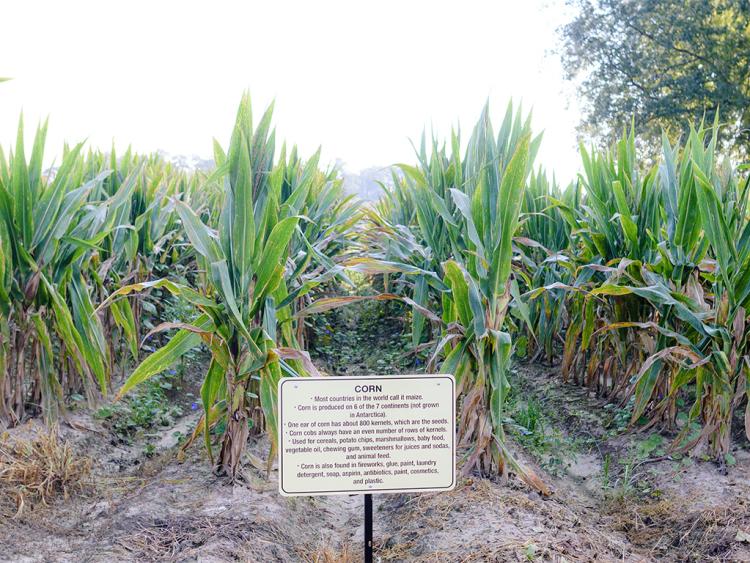 Learn about growing corn at Sonlight Farms in Kenly, NC.