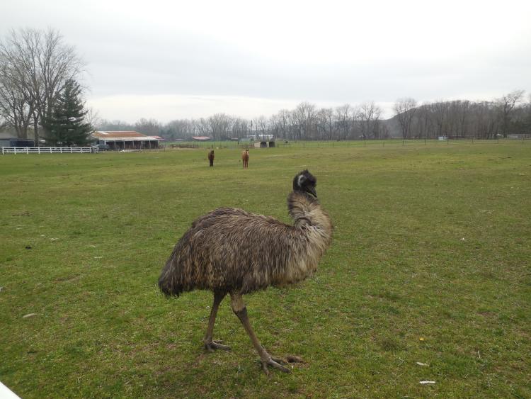 An emu spotted along a Morgan County back road bicycle ride.
