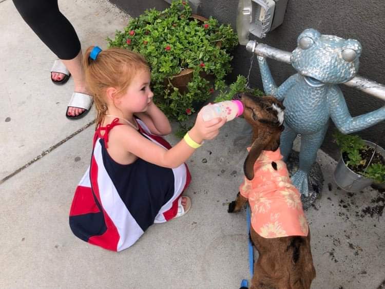 A small red-headed girl feeds a goat with a bottle on the patio of Nortons In Wichita, KS