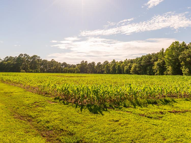 Broadslab Distillery cornfield in Benson, NC.