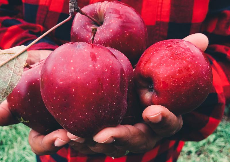 Apple Picking